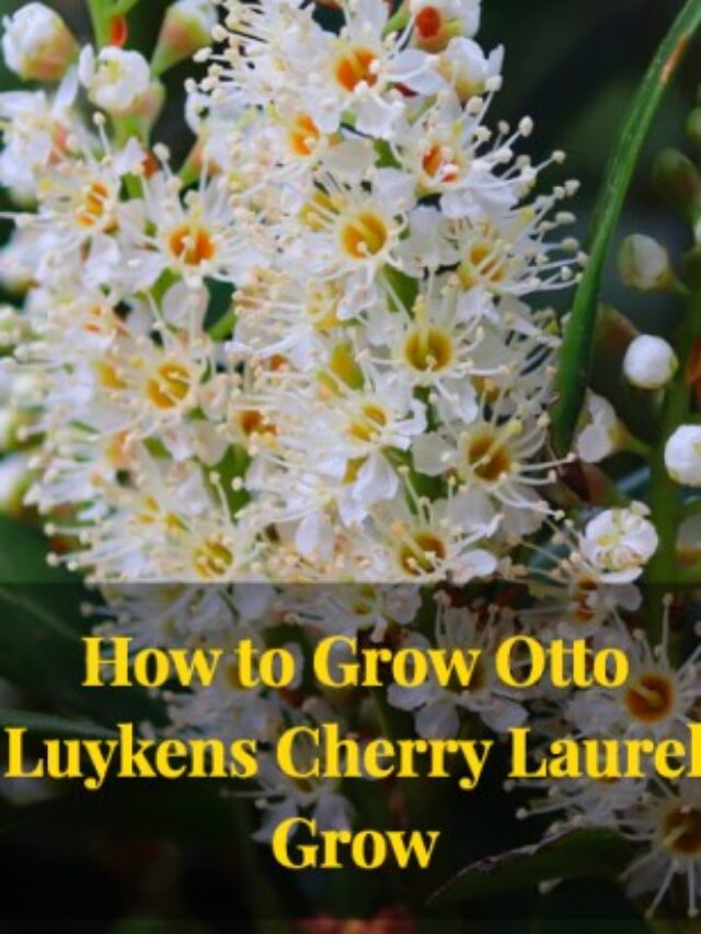 How To Grow Otto Luykens Cherry Laurel Grow Kavya Organic Farm